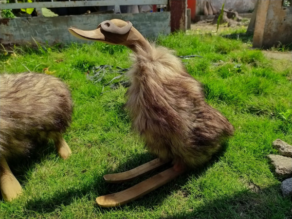 Ente Ski Fell
